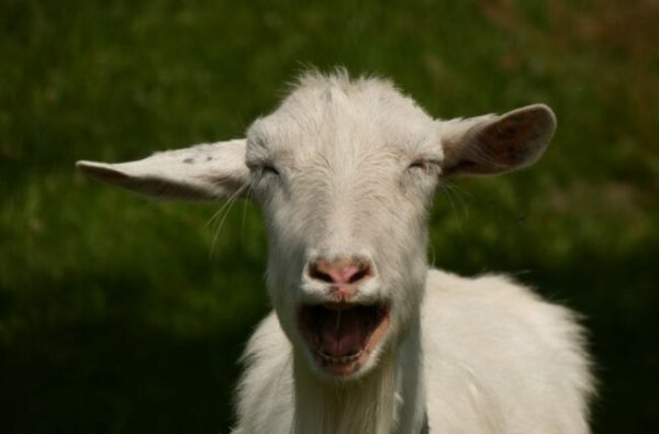Goat Gives Birth to Half-human-half-kid in Kwara