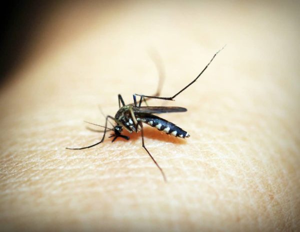 World Malaria Day 2024: Accelerating the Fight for an Equitable Future