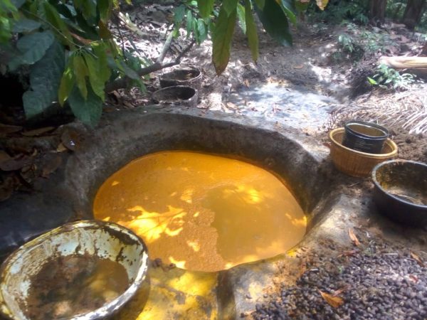 Surviving the Storm: Osun Palm Oil Producers Fight Harsh Economic Climate